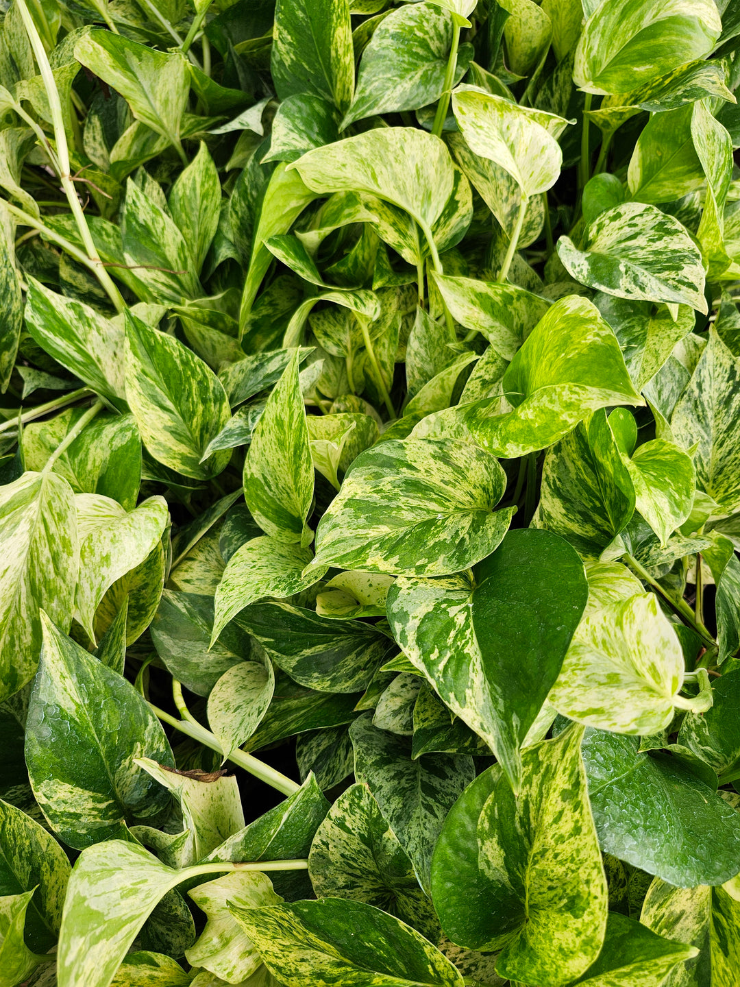 Snow Queen Pothos (4in)- Growers Choice