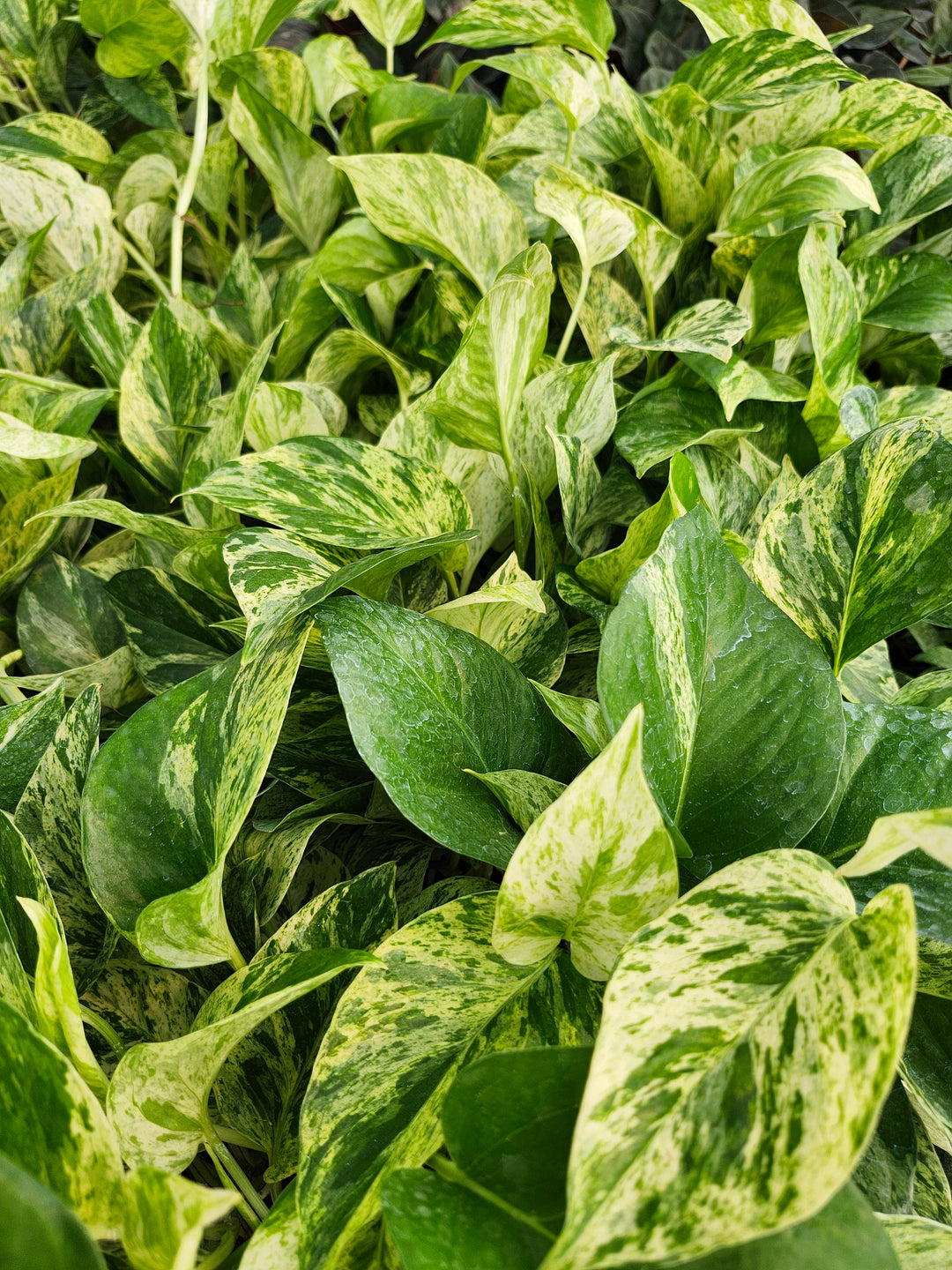 Snow Queen Pothos (4in)- Growers Choice