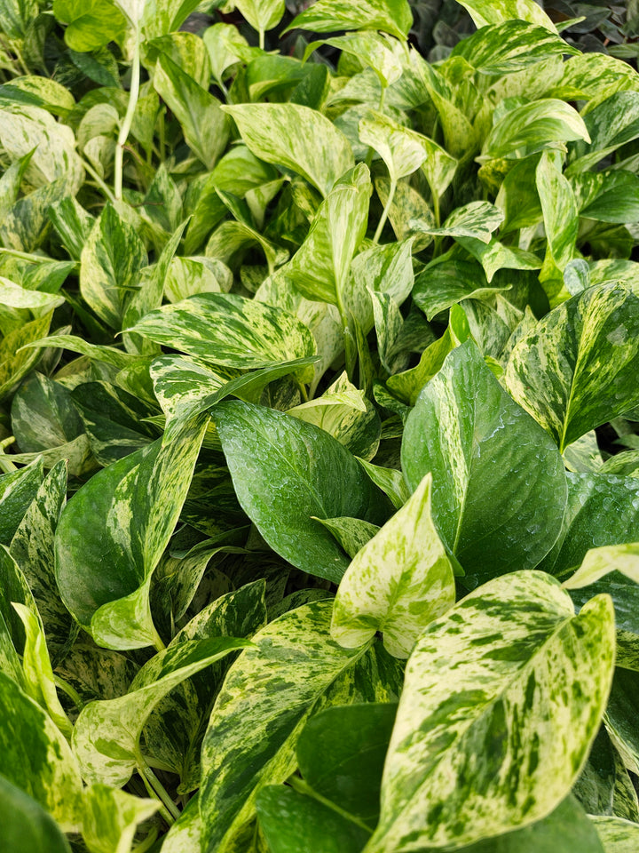 Snow Queen Pothos (4in)- Growers Choice
