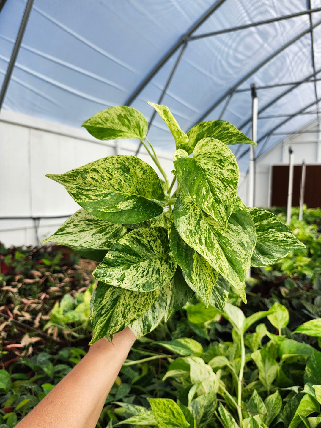 Snow Queen Pothos (4in)- Growers Choice