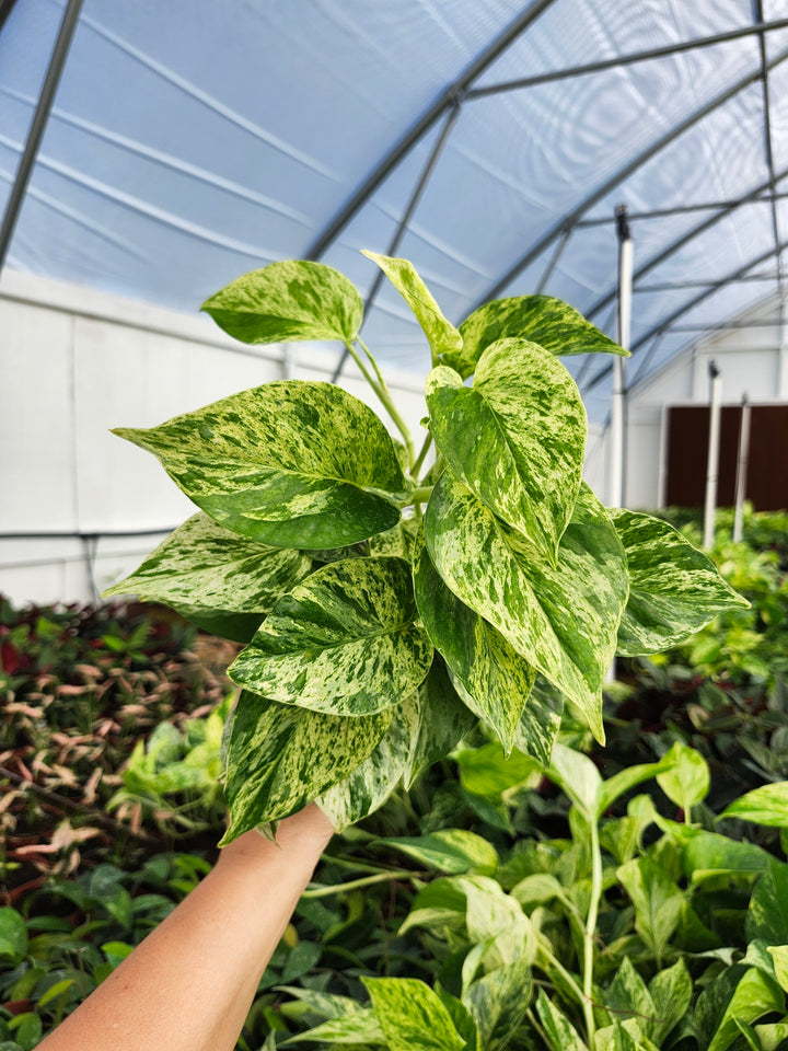 Snow Queen Pothos (4in)- Growers Choice