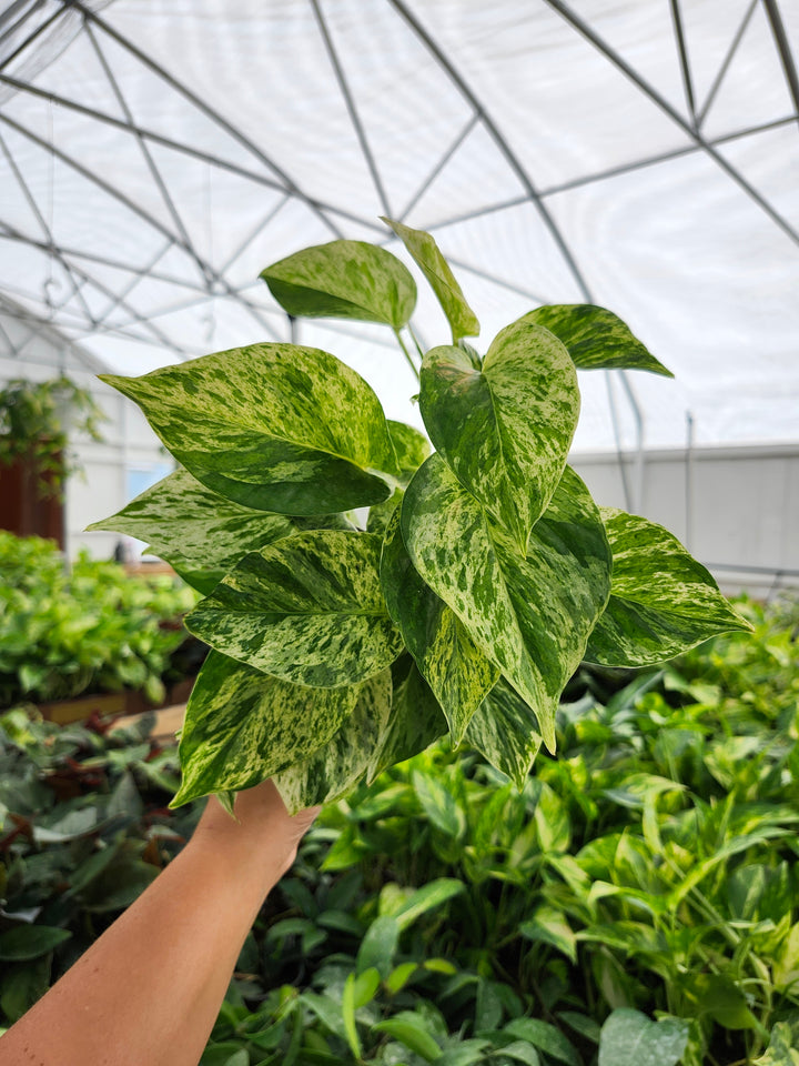 Snow Queen Pothos (4in)- Growers Choice