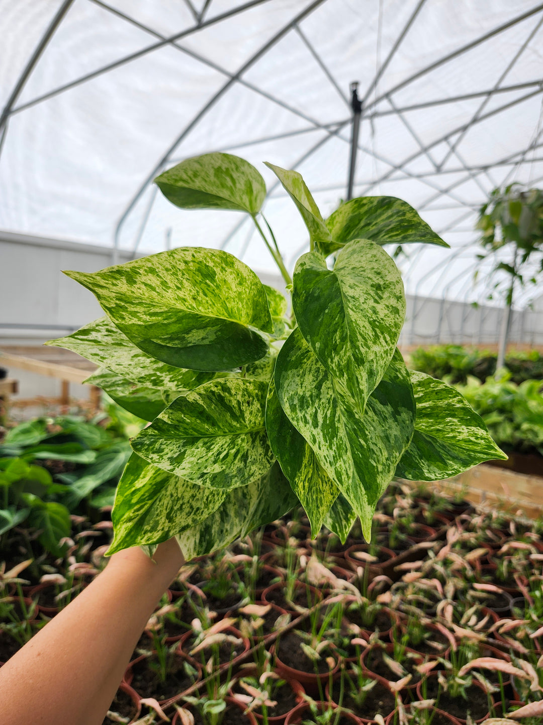 Snow Queen Pothos (4in)- Growers Choice