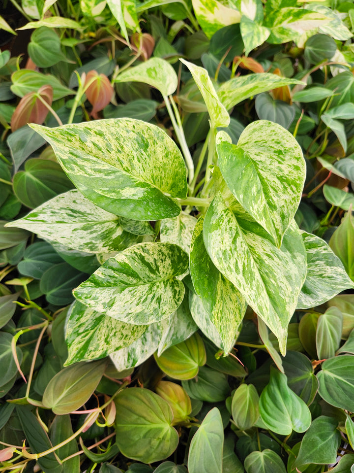 Snow Queen Pothos (4in)- Growers Choice