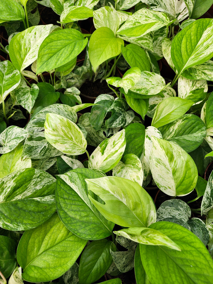 Epipremnum Pinnatum Marble (4in)- Growers Choice