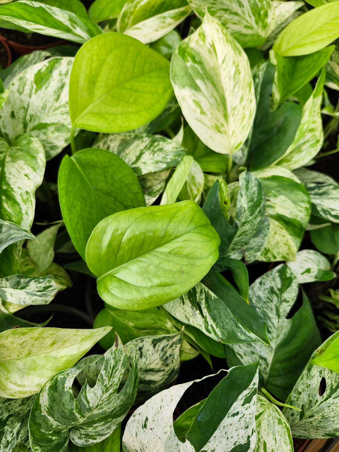 Epipremnum Pinnatum Marble (4in)- Growers Choice