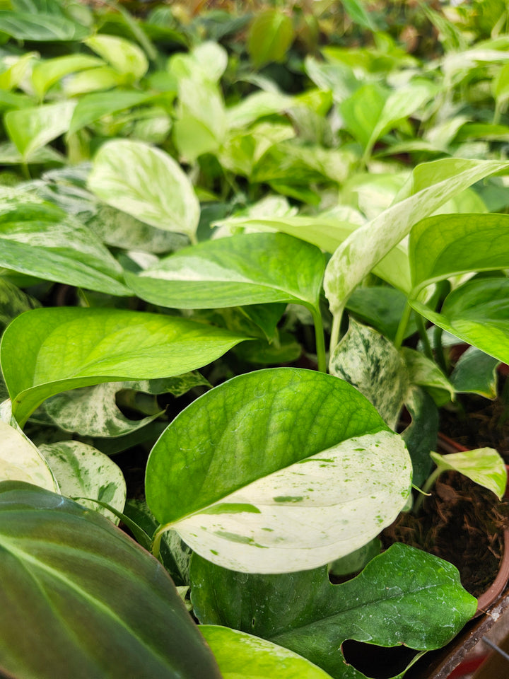 Epipremnum Pinnatum Marble (4in)- Growers Choice
