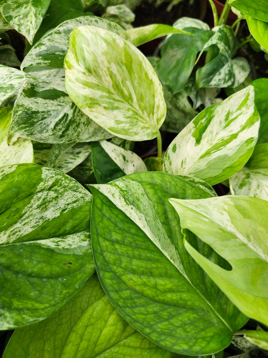 Epipremnum Pinnatum Marble (4in)- Growers Choice