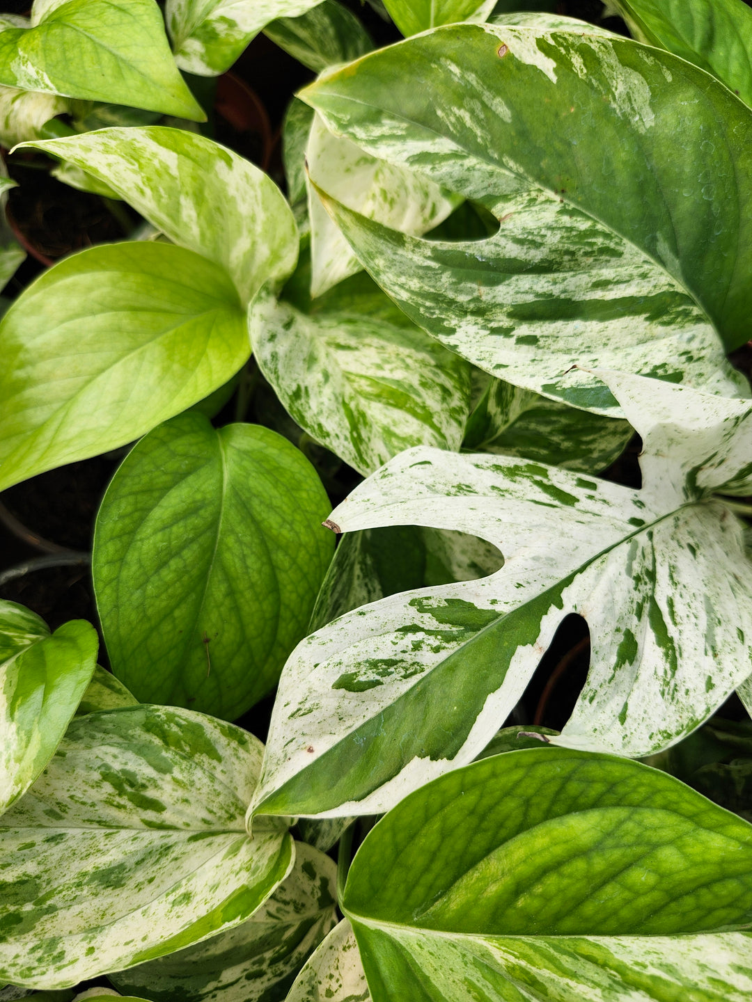 Epipremnum Pinnatum Marble (4in)- Growers Choice
