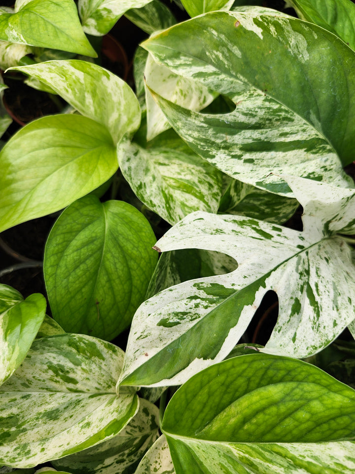 Epipremnum Pinnatum Marble (4in)- Growers Choice