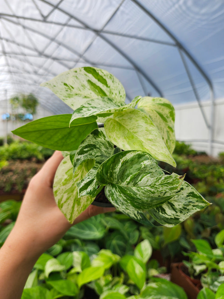 Epipremnum Pinnatum Marble (4in)- Growers Choice