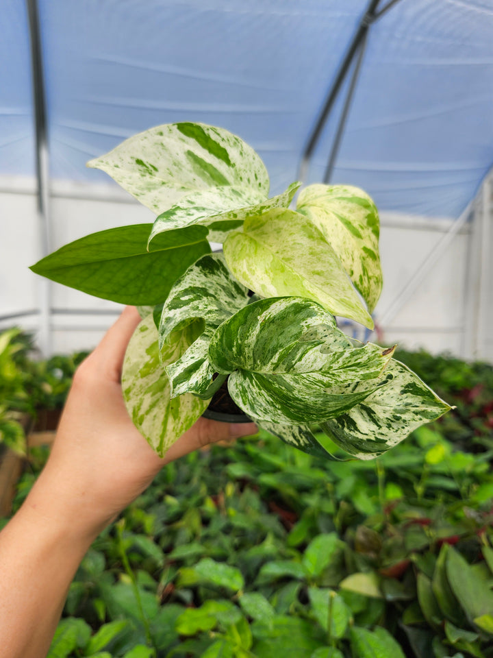 Epipremnum Pinnatum Marble (4in)- Growers Choice