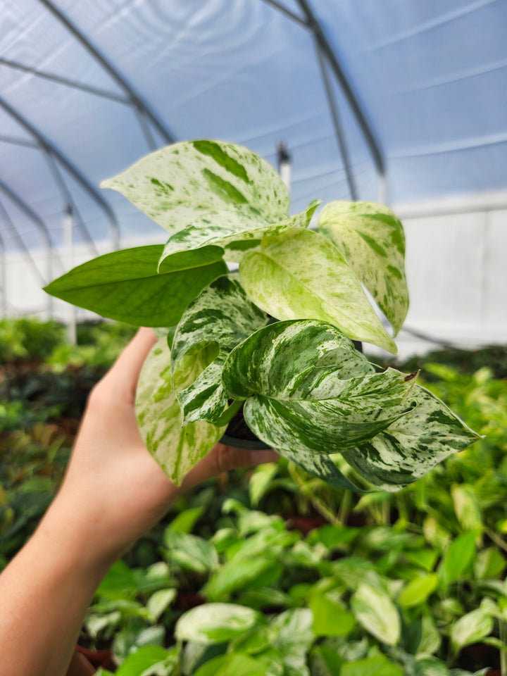 Epipremnum Pinnatum Marble (4in)- Growers Choice