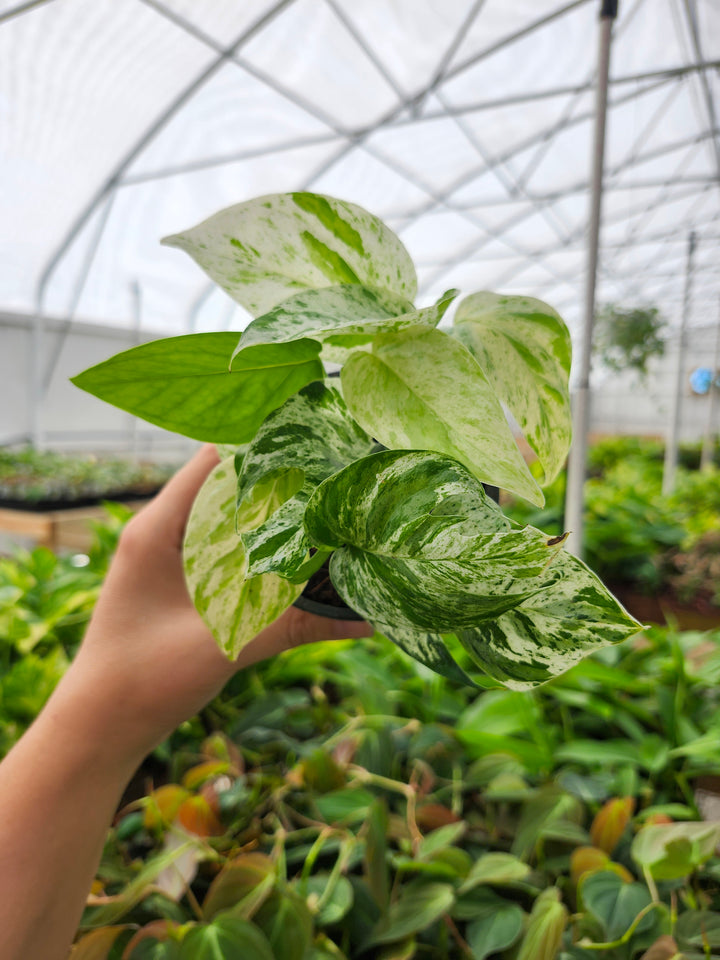 Epipremnum Pinnatum Marble (4in)- Growers Choice