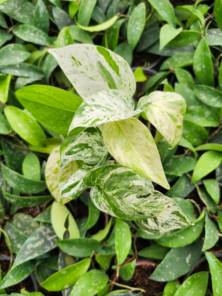 Epipremnum Pinnatum Marble (4in)- Growers Choice