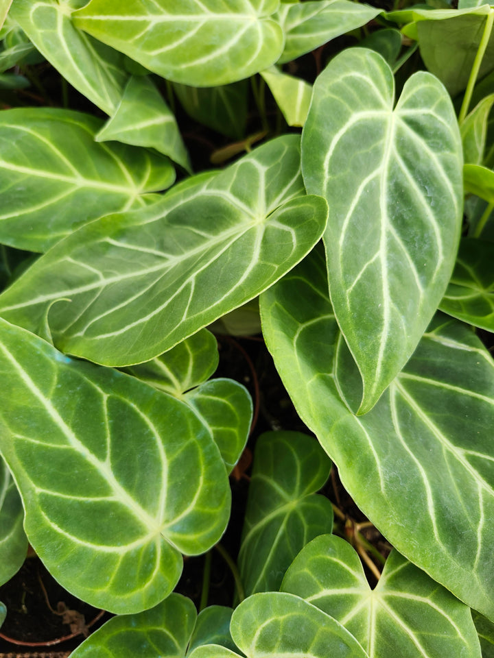 Anthurium Magnificum (4in)- Growers Choice