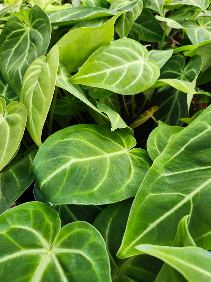 Anthurium Magnificum (4in)- Growers Choice