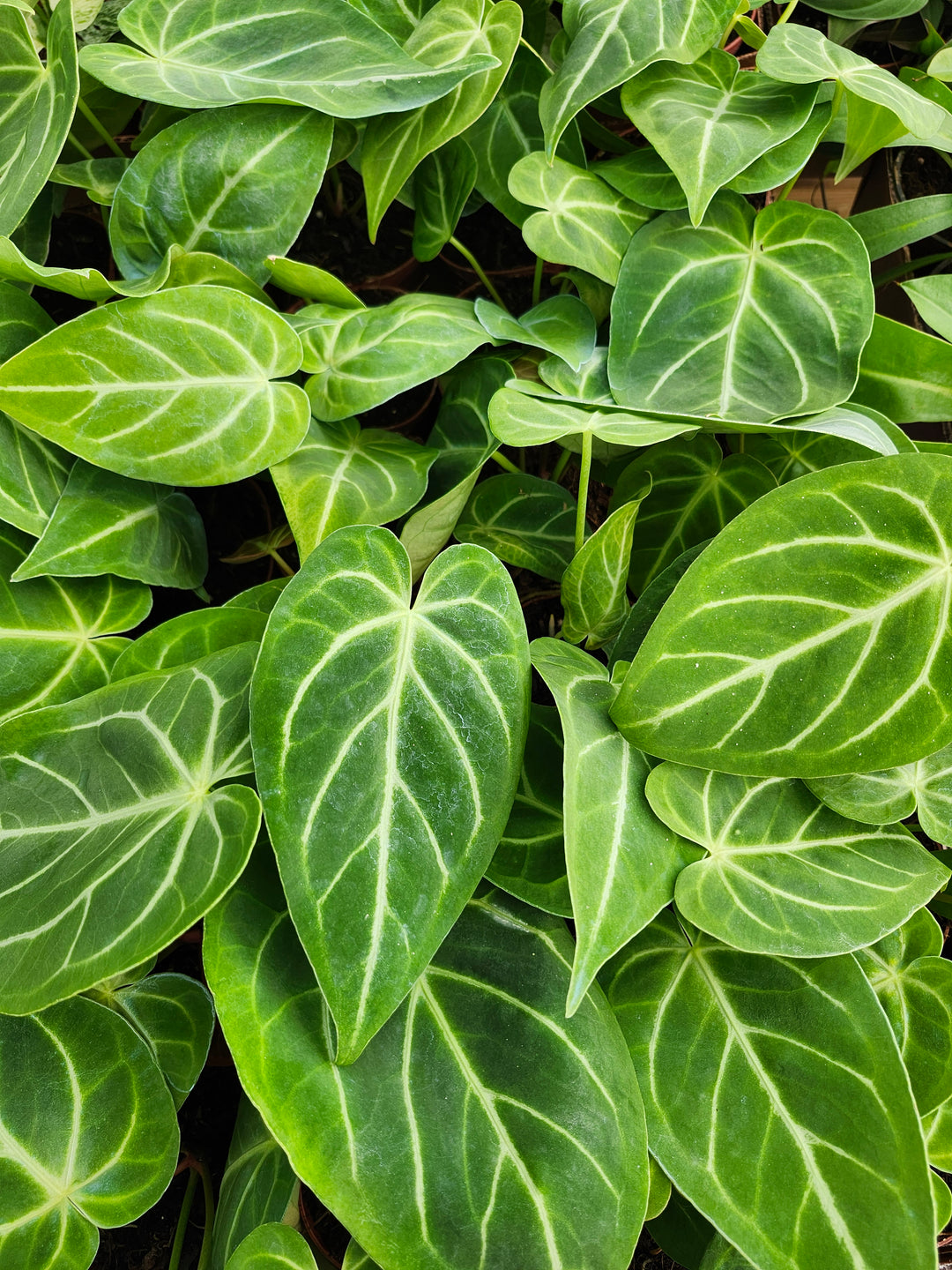 Anthurium Magnificum (4in)- Growers Choice