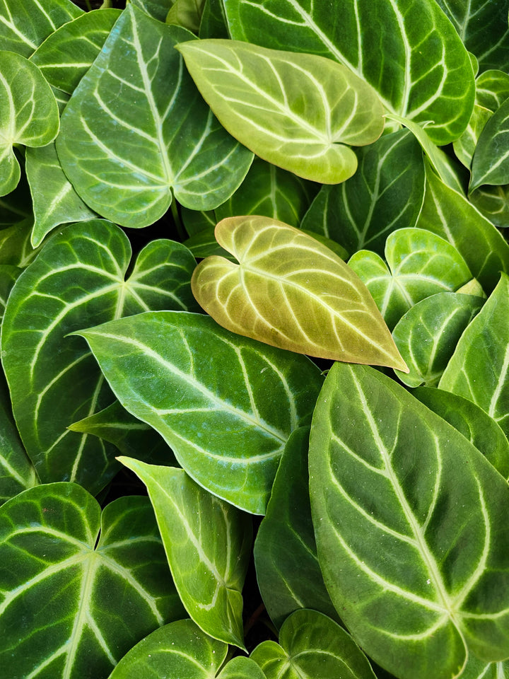 Anthurium Magnificum (4in)- Growers Choice