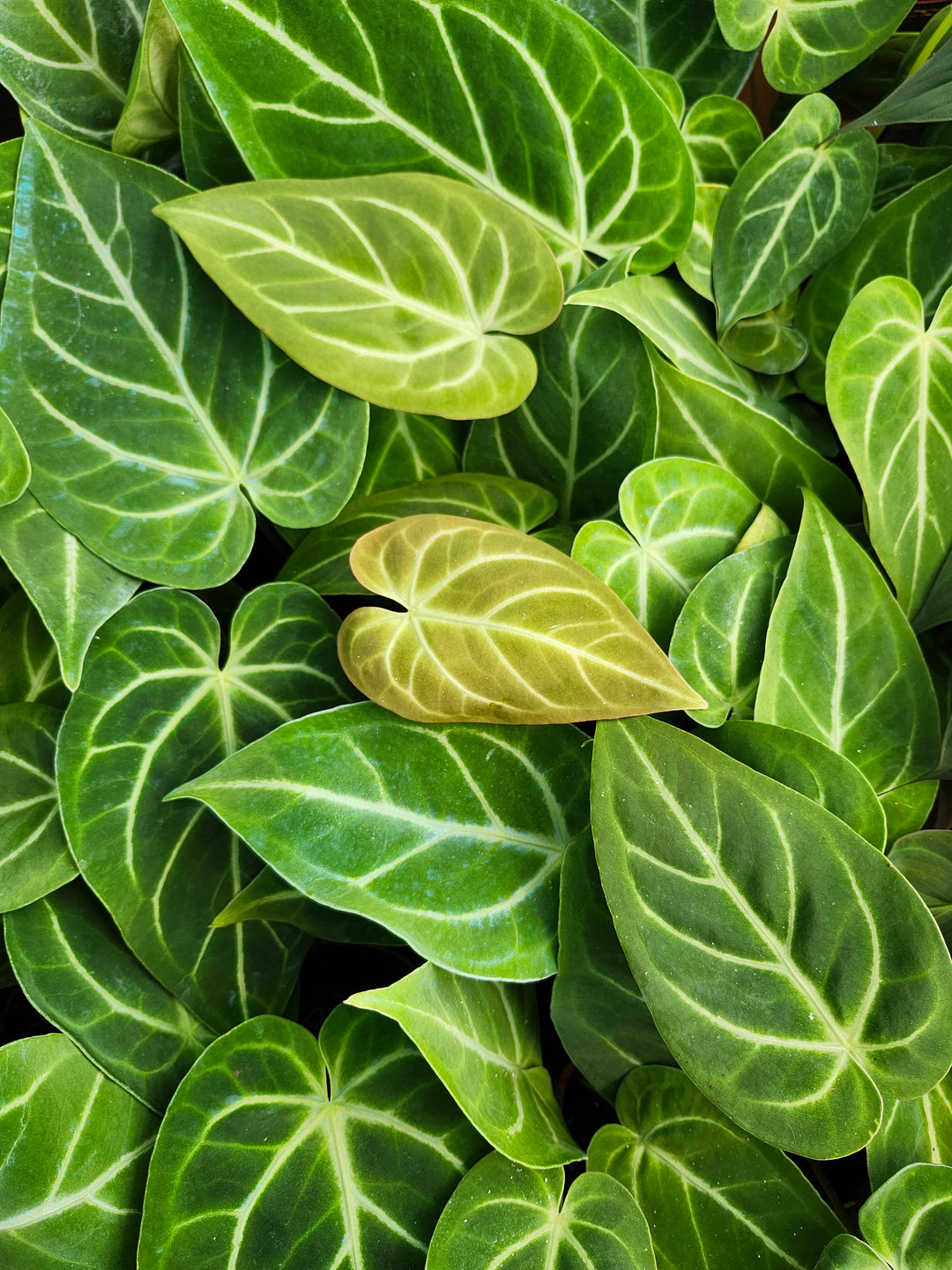 Anthurium Magnificum (4in)- Growers Choice