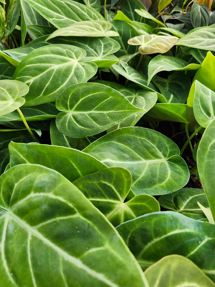 Anthurium Magnificum (4in)- Growers Choice