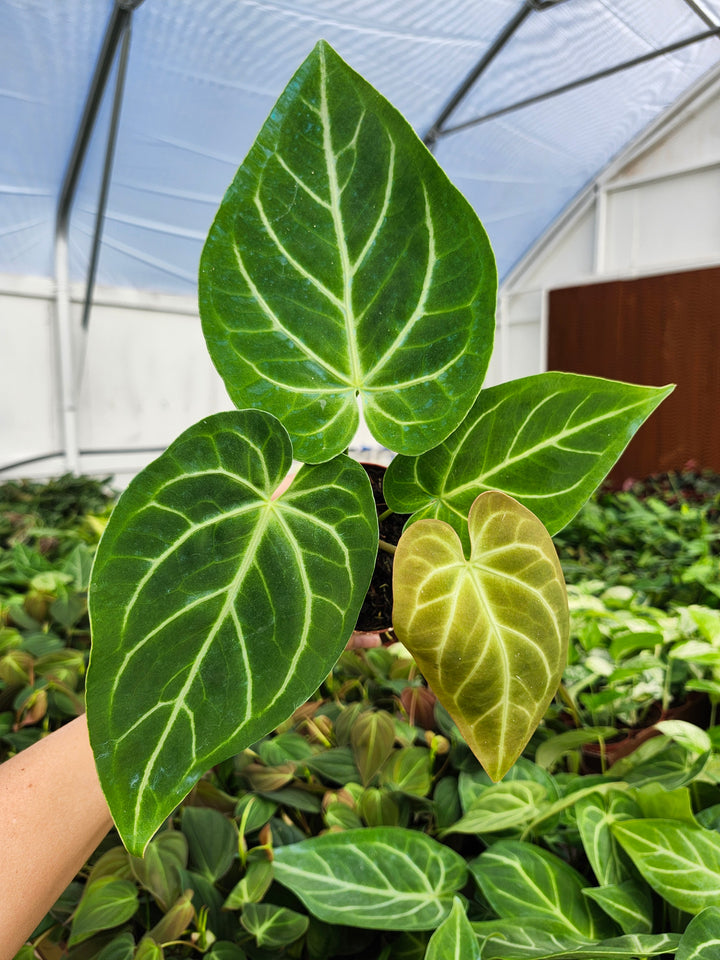 Anthurium Magnificum (4in)- Growers Choice