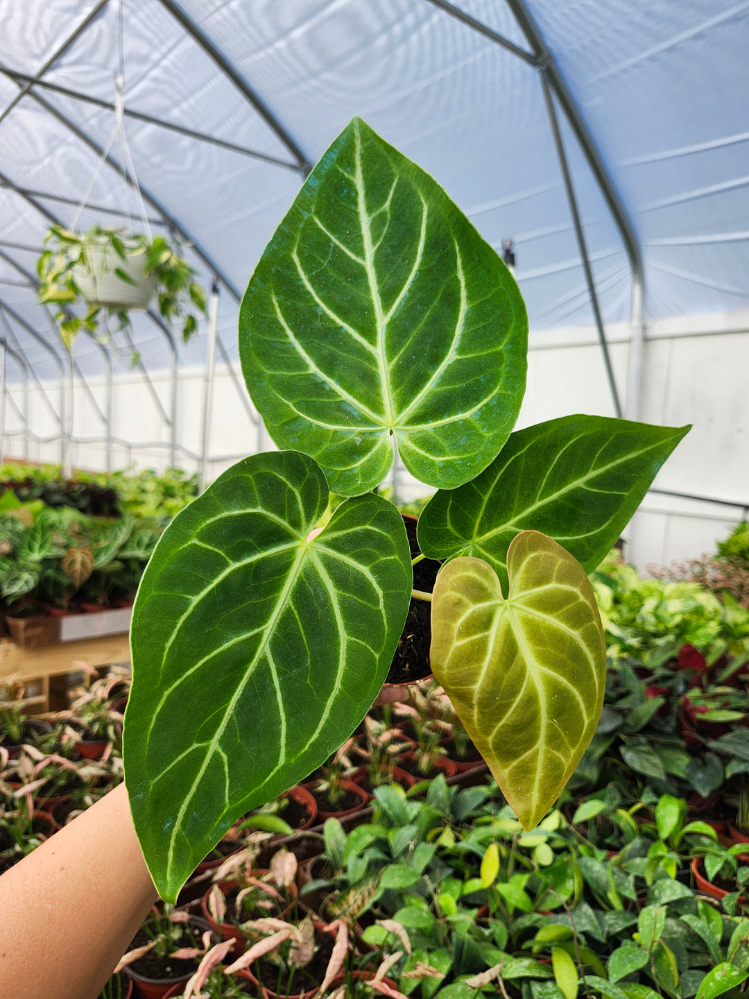 Anthurium Magnificum (4in)- Growers Choice