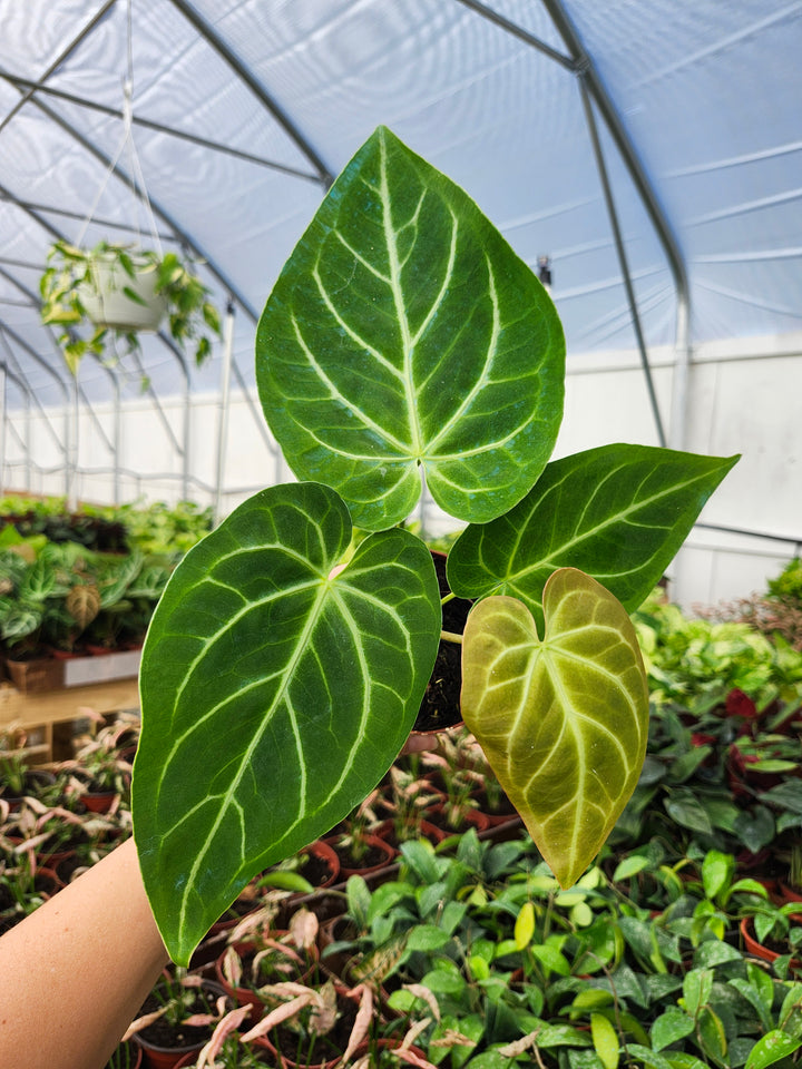 Anthurium Magnificum (4in)- Growers Choice