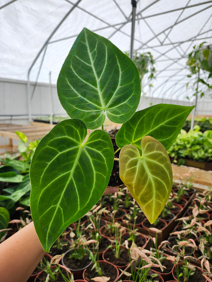 Anthurium Magnificum (4in)- Growers Choice
