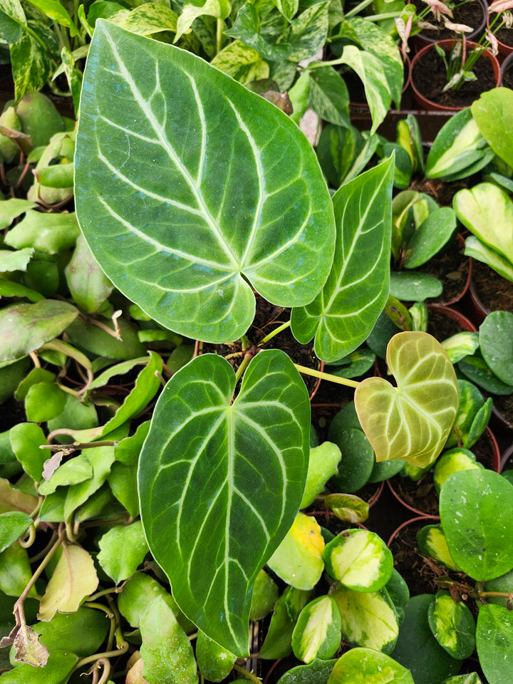 Anthurium Magnificum (4in)- Growers Choice