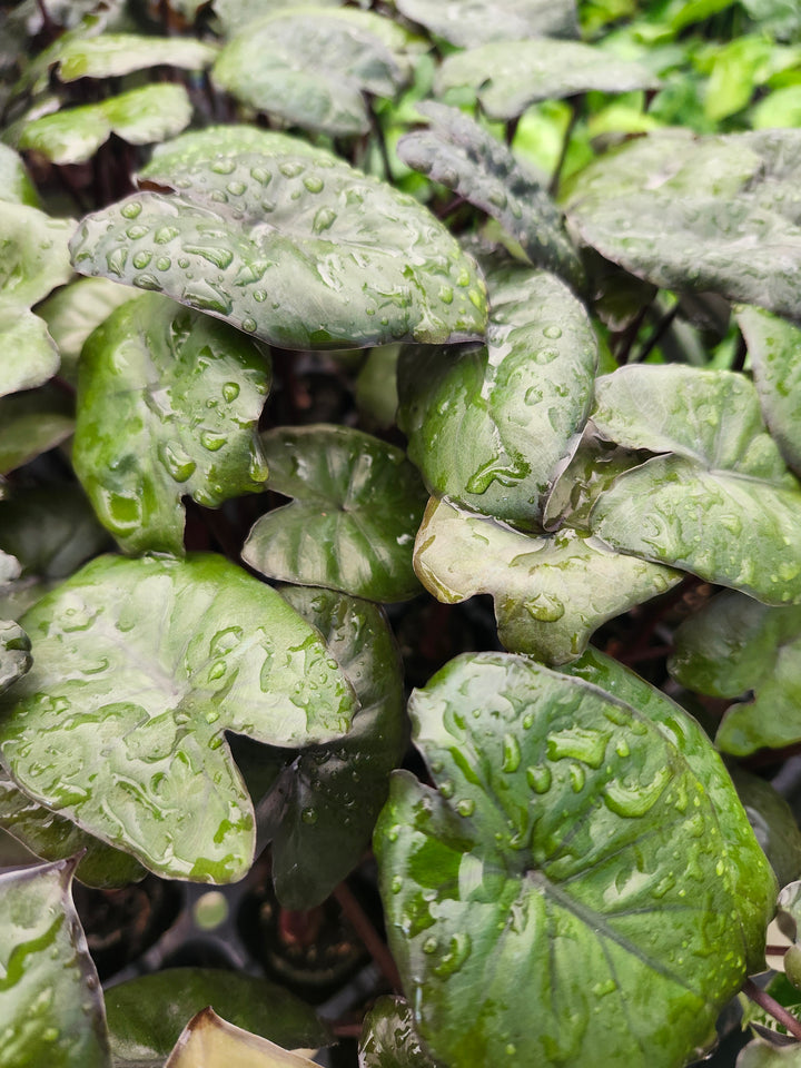 Alocasia Chocolate Green