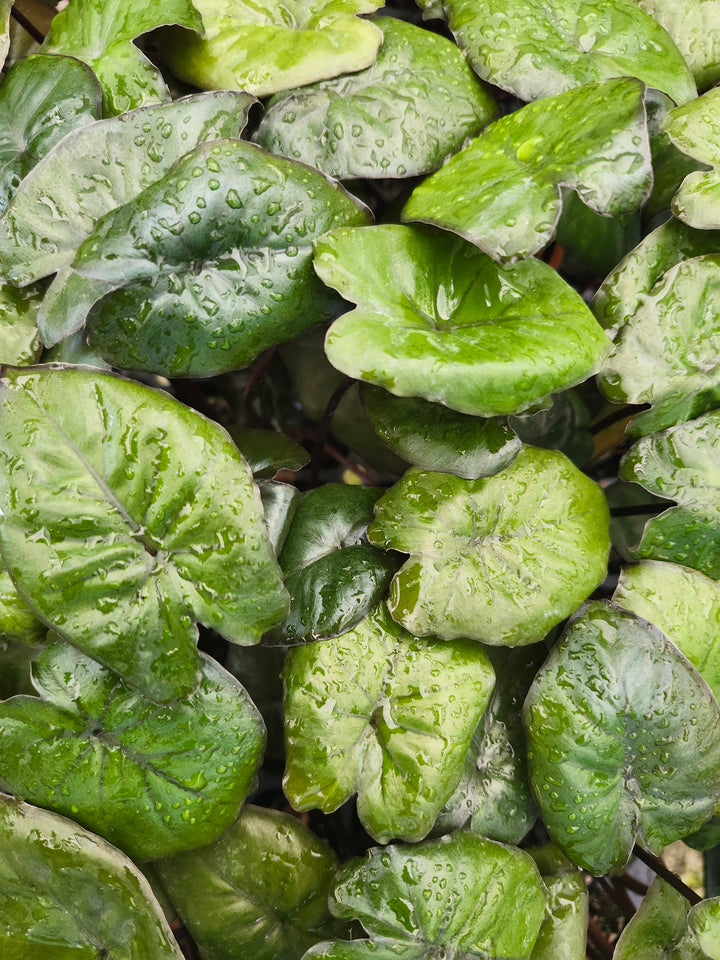 Alocasia Chocolate Green