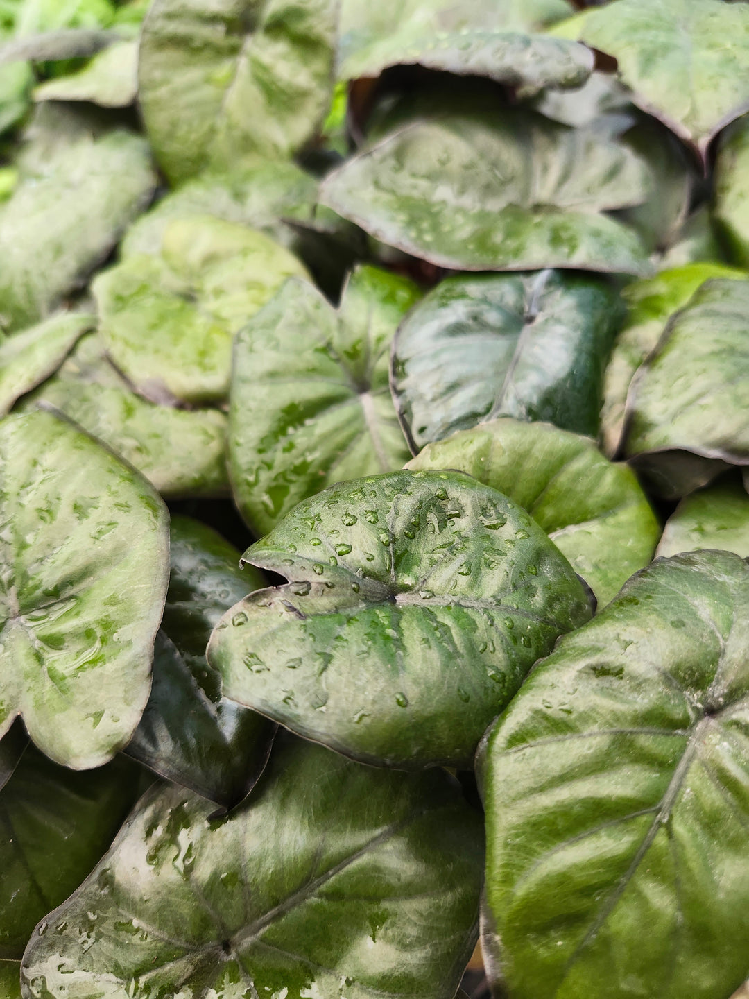 Alocasia Chocolate Green