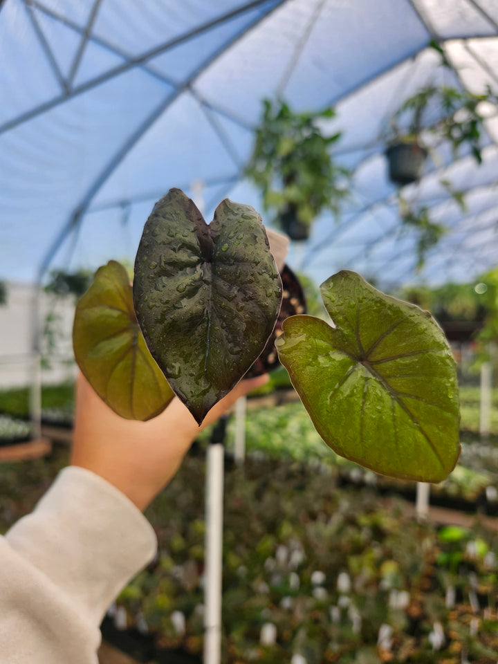 Alocasia Chocolate Green