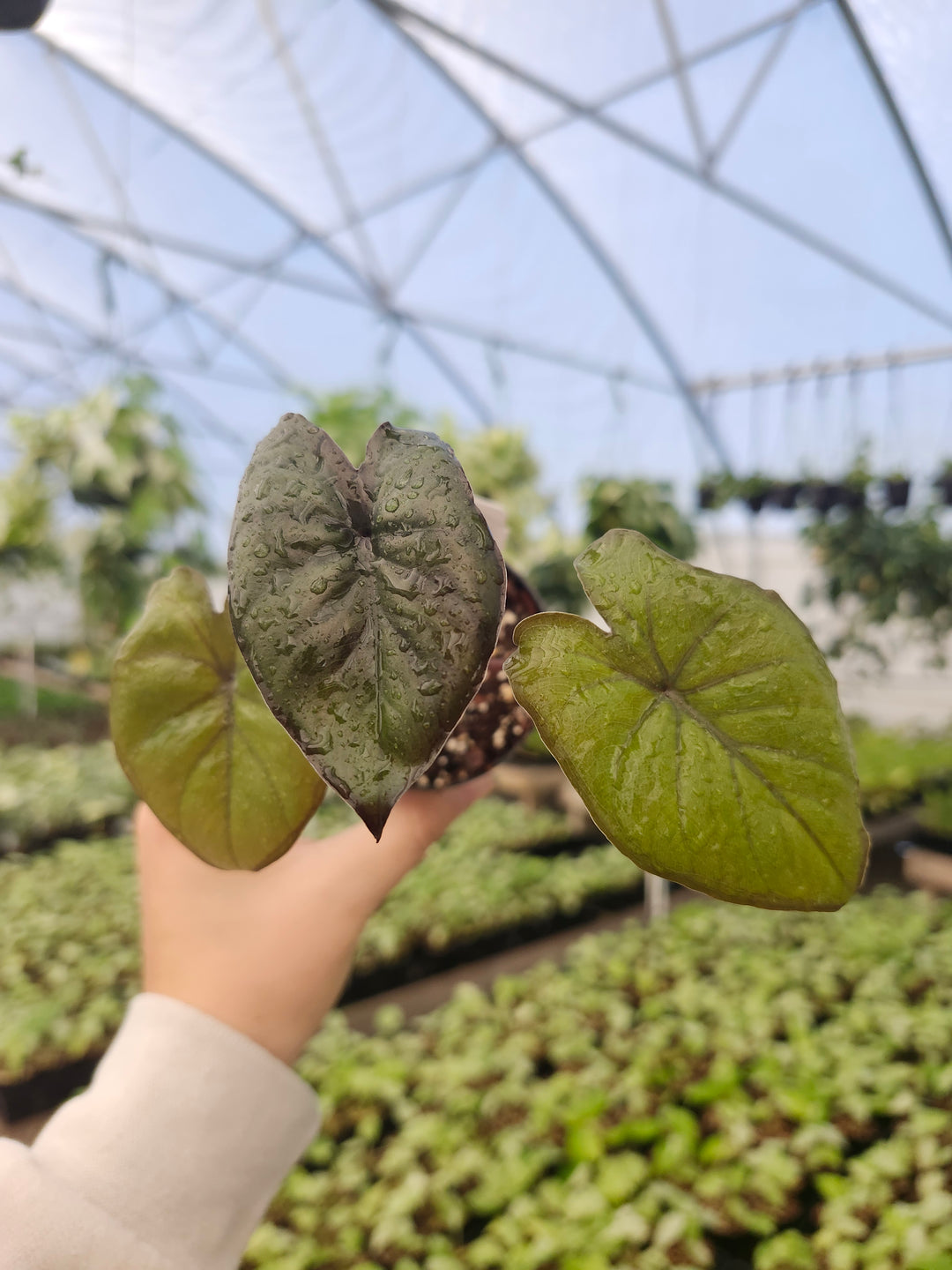 Alocasia Chocolate Green