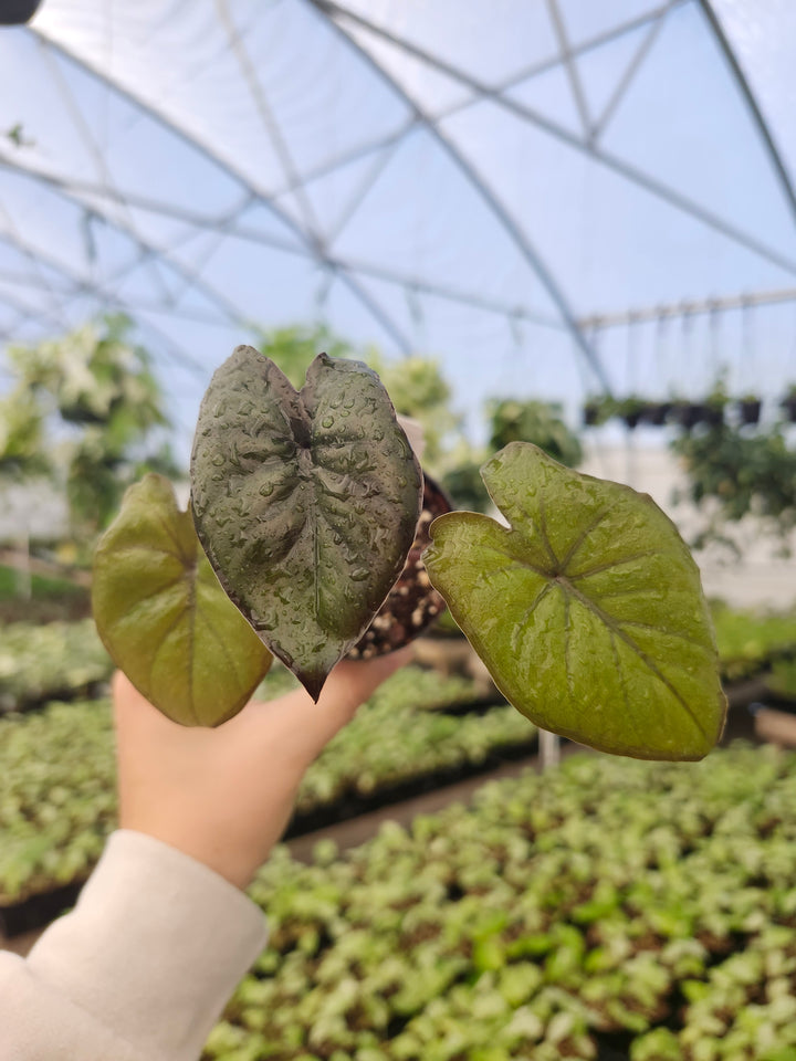 Alocasia Chocolate Green