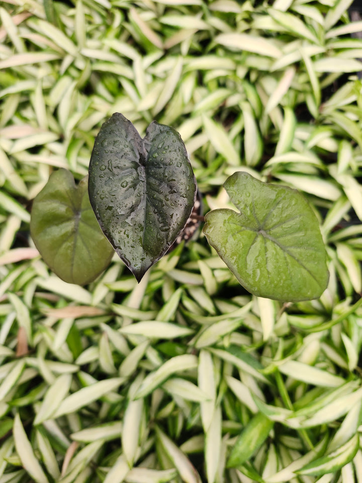 Alocasia Chocolate Green