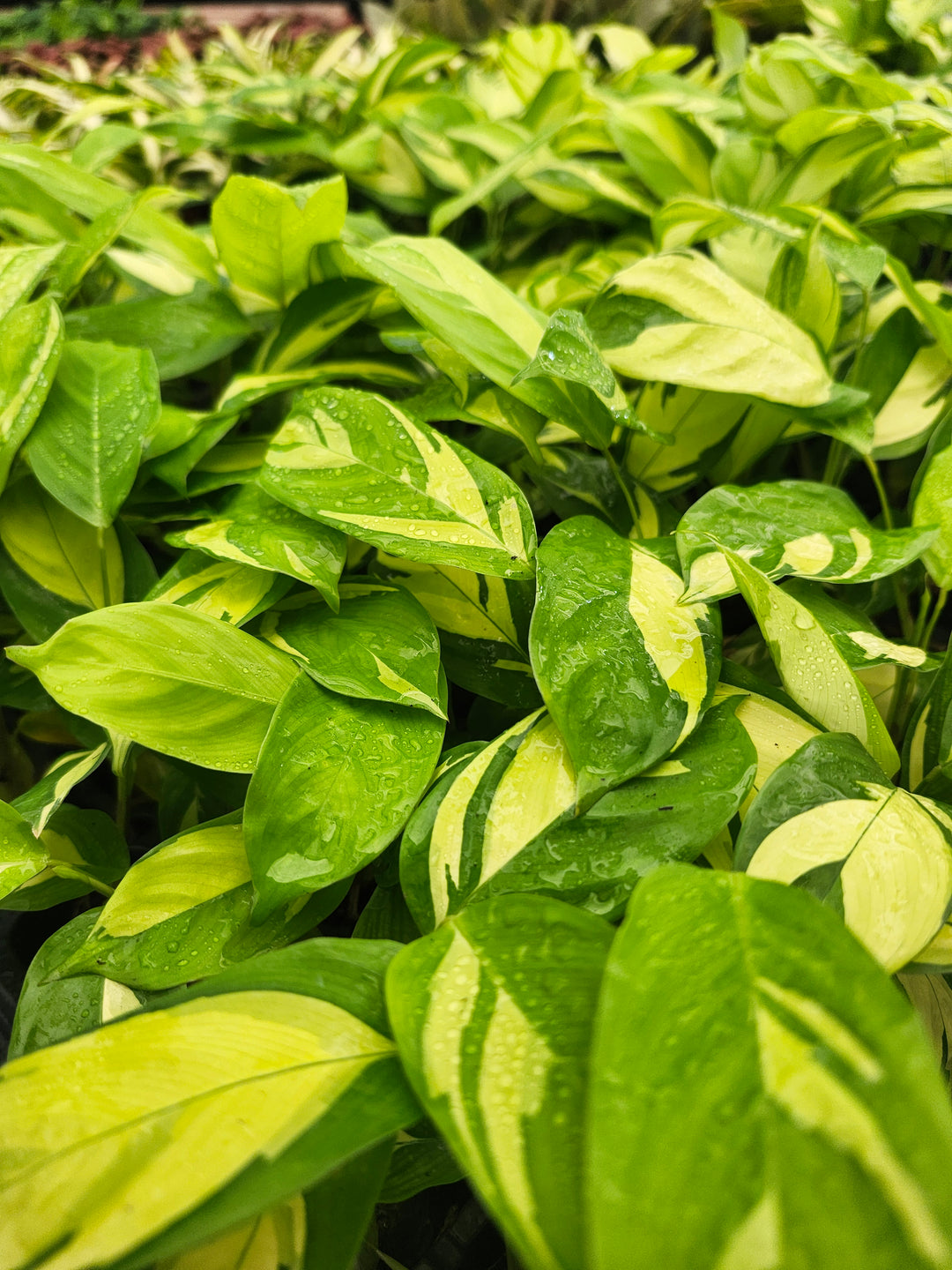 Calathea Golden Mosaic
