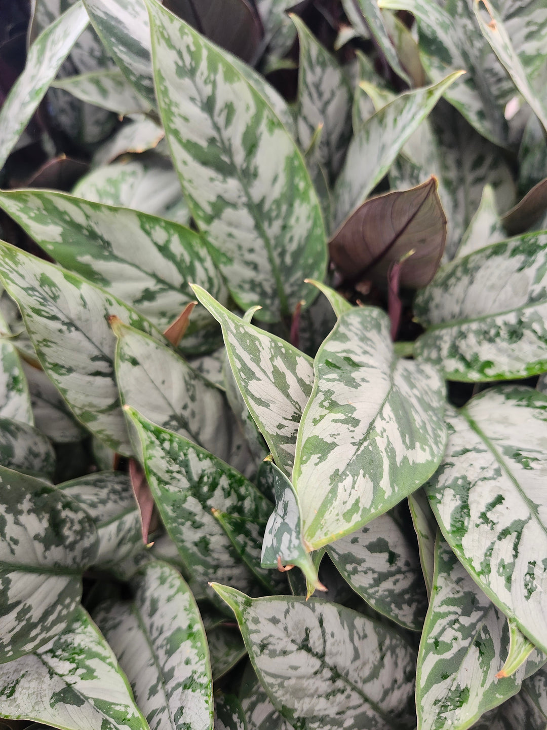 Homalomena Purple Sword