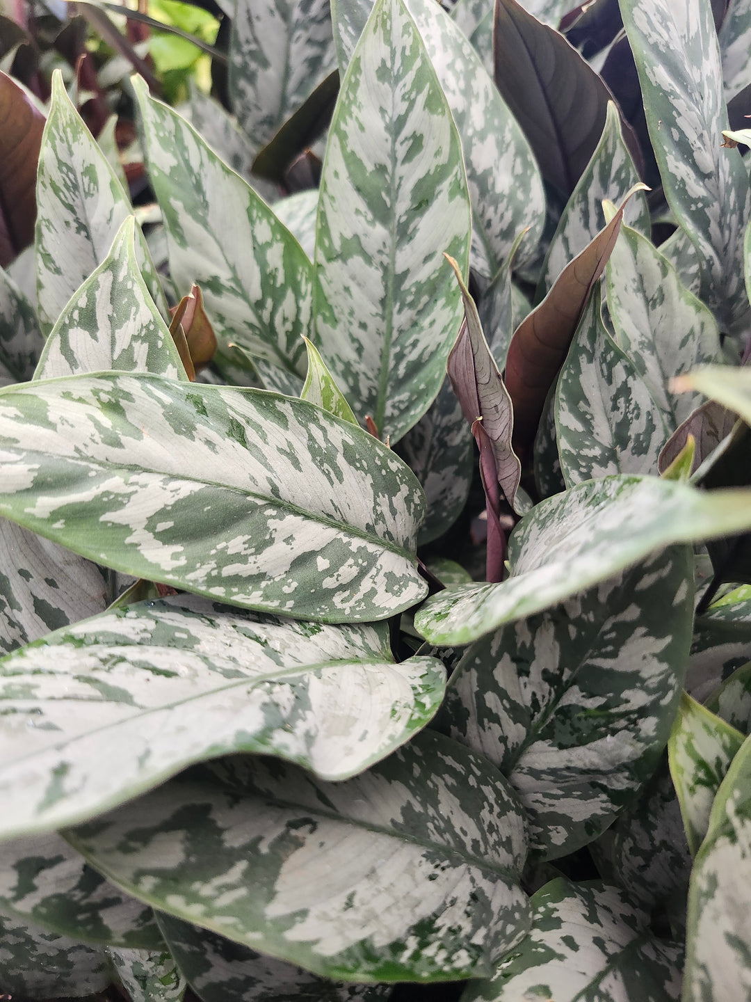 Homalomena Purple Sword