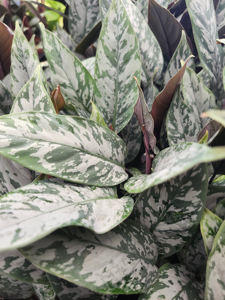 Homalomena Purple Sword