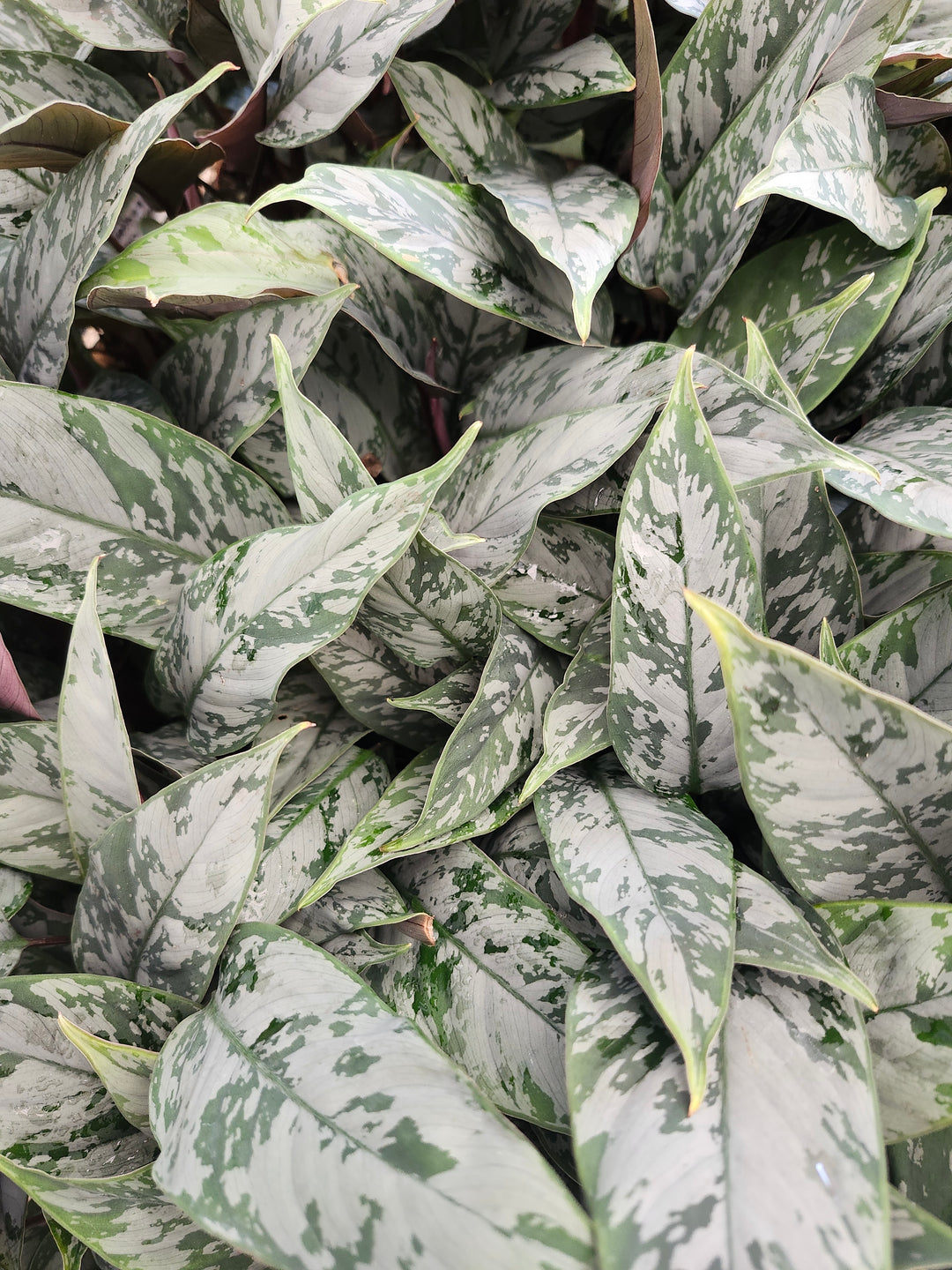 Homalomena Purple Sword
