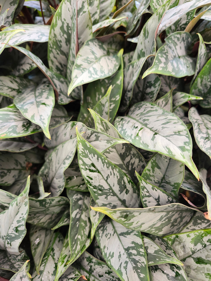 Homalomena Purple Sword