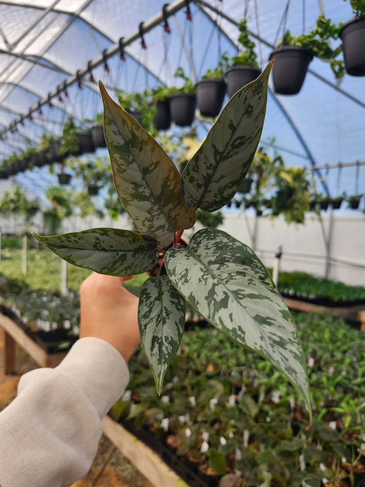 Homalomena Purple Sword