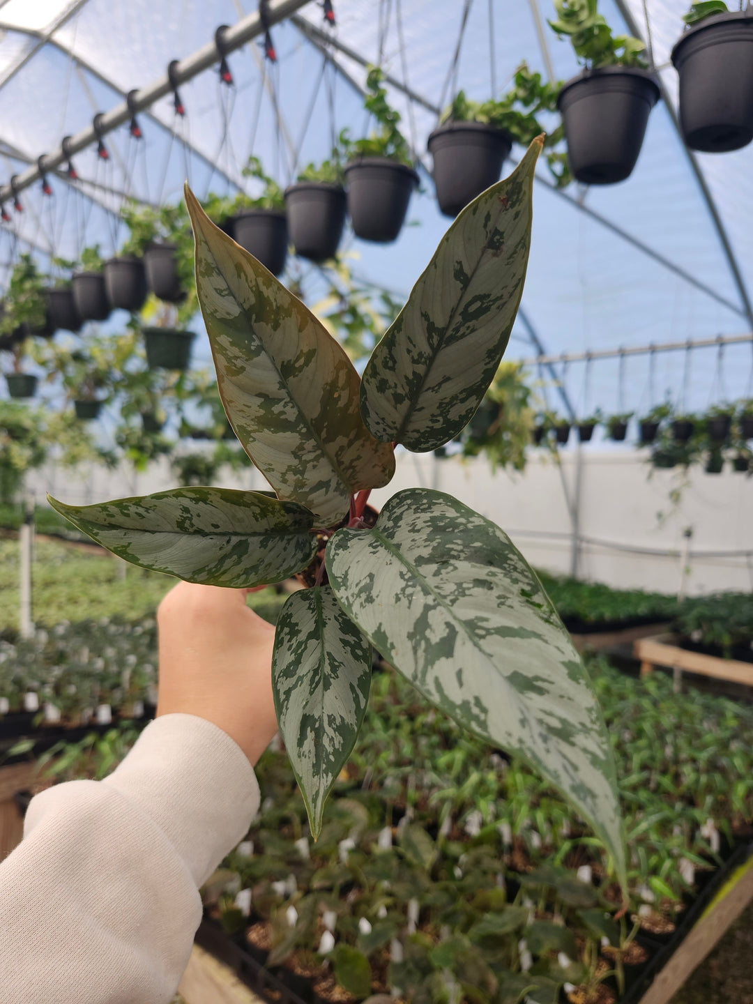Homalomena Purple Sword