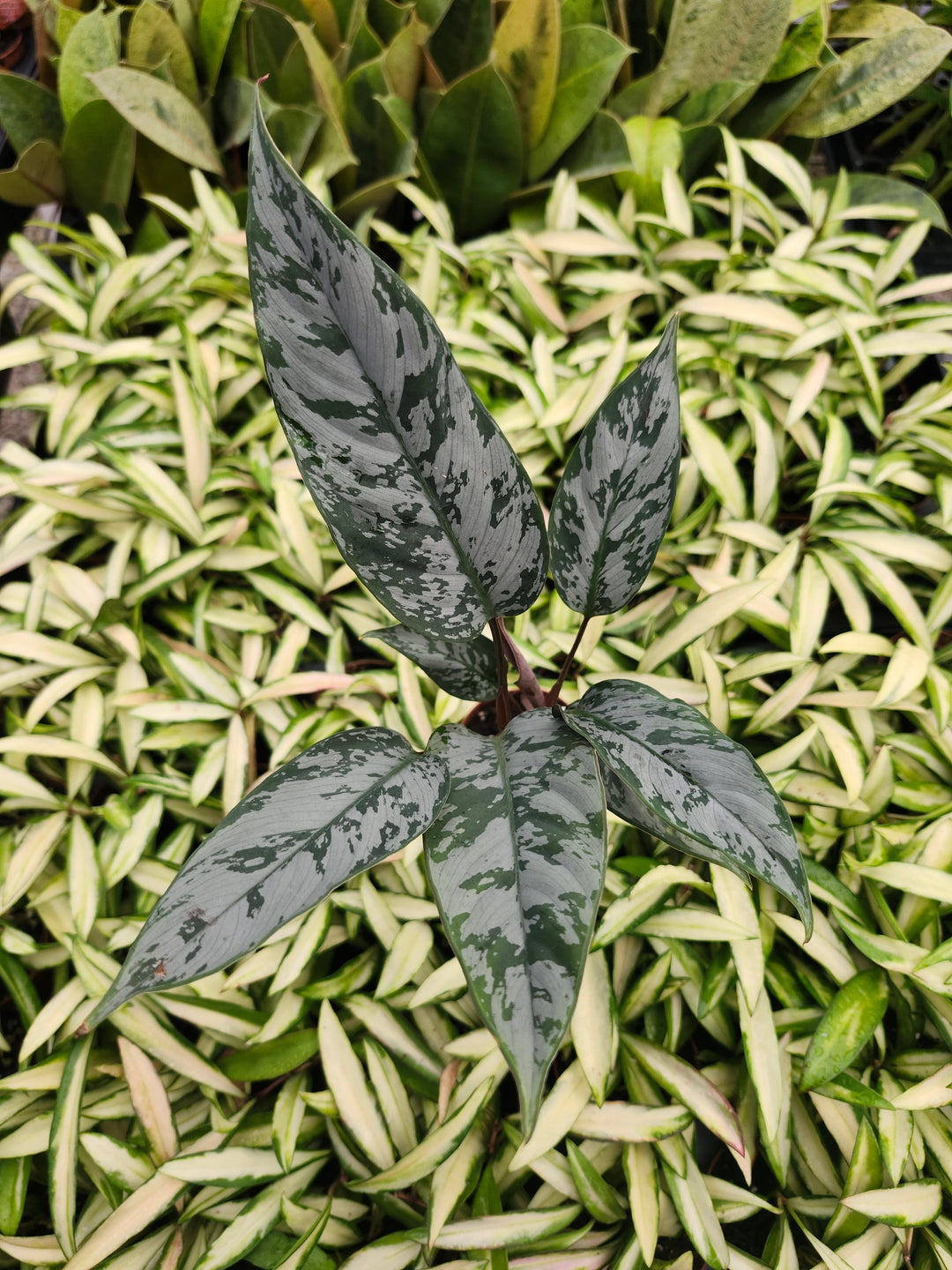 Homalomena Purple Sword