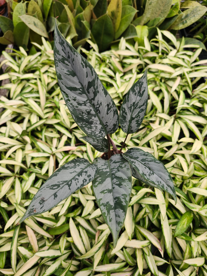 Homalomena Purple Sword