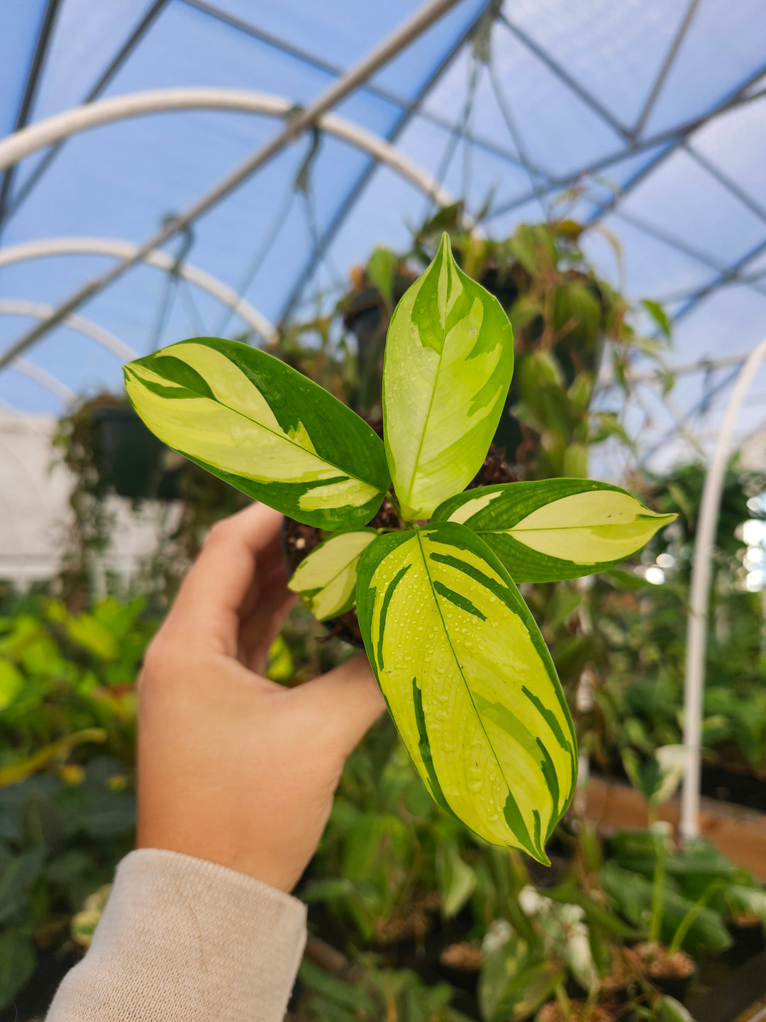Calathea Golden Mosaic