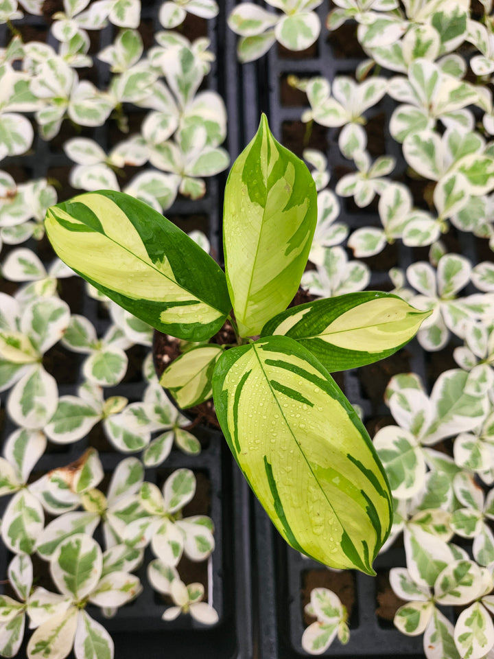Calathea Golden Mosaic