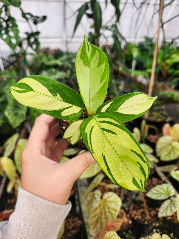 Calathea Golden Mosaic